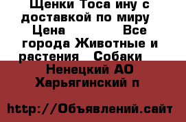 Щенки Тоса-ину с доставкой по миру › Цена ­ 68 000 - Все города Животные и растения » Собаки   . Ненецкий АО,Харьягинский п.